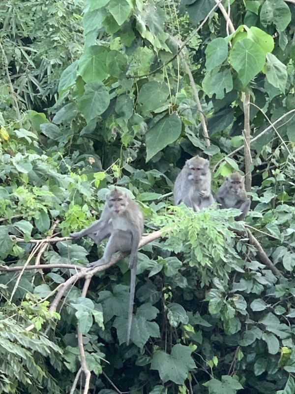 バリ島のお猿さん達♬　悪知恵もあり!?サムネイル